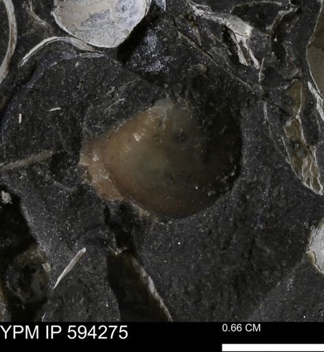 Protocardia sp.
