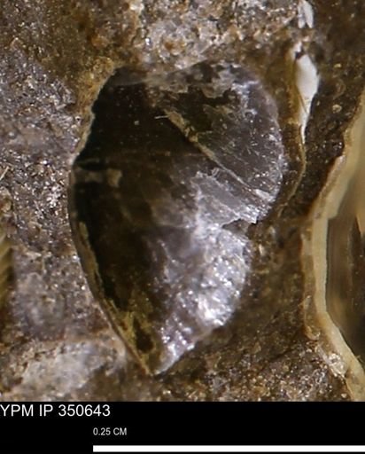 undet. Mollusca