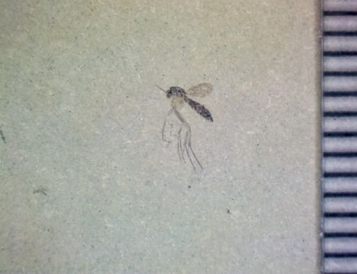 undet. Diptera