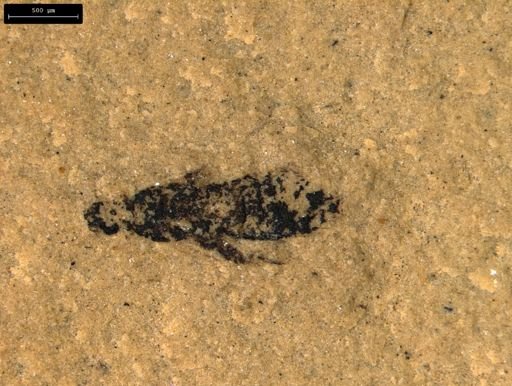 taxon undetermined