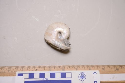 Hoploscaphites nicolletii