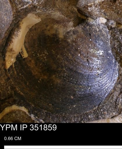 Limopsis striatopunctatus