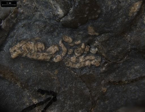 Aplocoma damesii