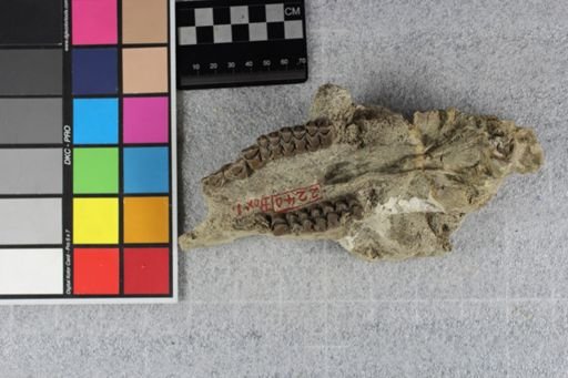 Protoceras celer