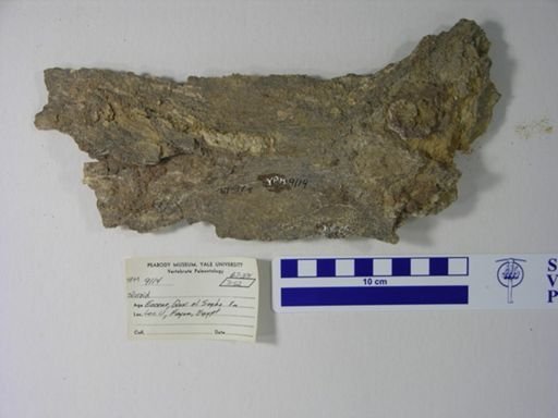 Siluriformes