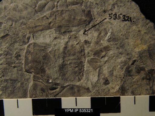 Pseudoniscus?