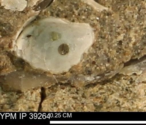 Protocardia subquadrata