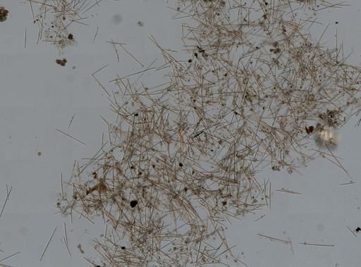 Prosuberites sp.
