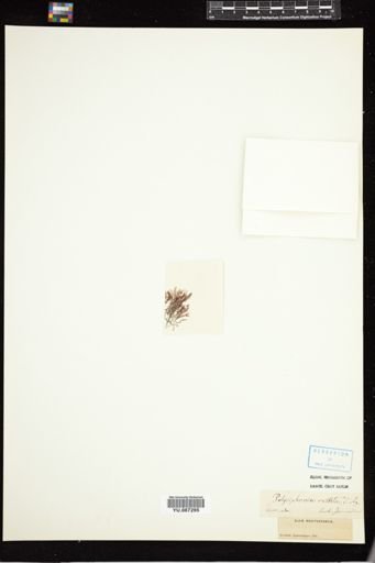 Polysiphonia vestita