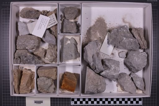 mixed taxa, stratigraphic collection