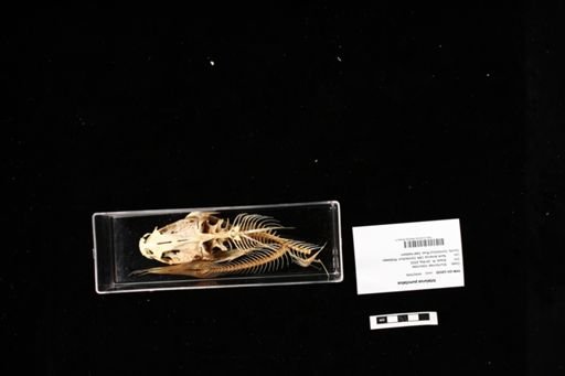 Ictalurus punctatus