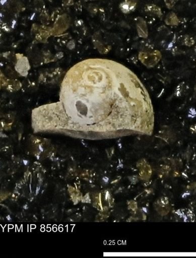 Euspira sp.