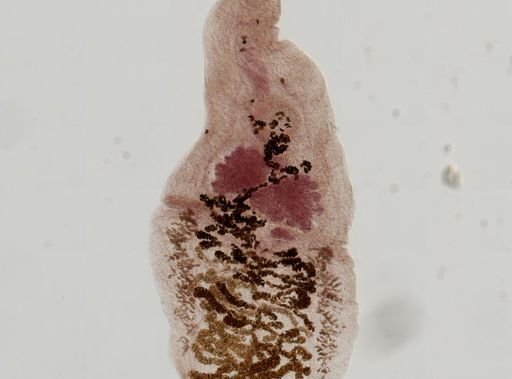Dicrocoelium dendriticum