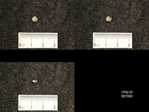 Zygospira modesta