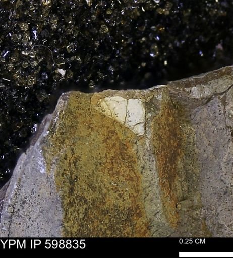 undet. Mollusca