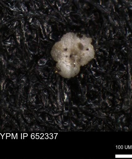 undet. Rugoglobigerinidae