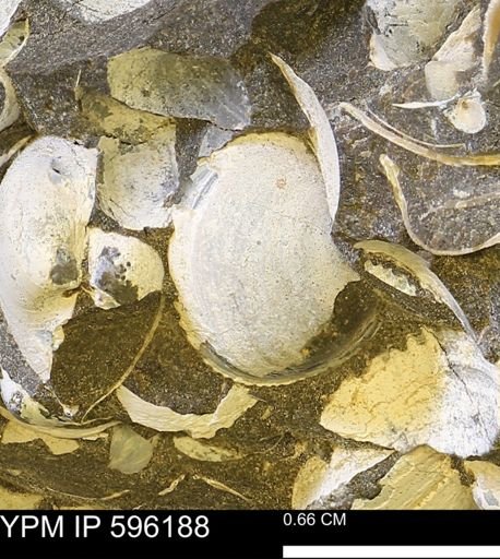 Limopsis striatopunctatus