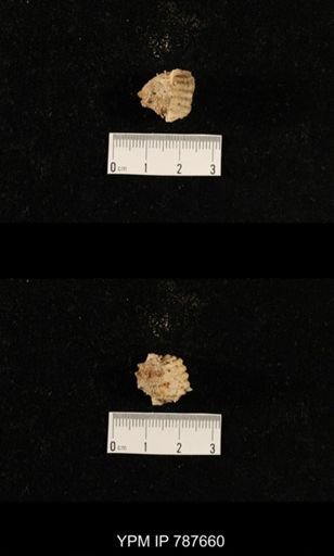 undet. Brachiopoda