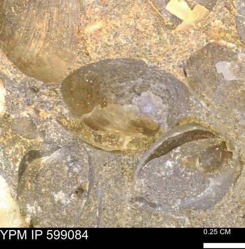 undet. Bryozoa