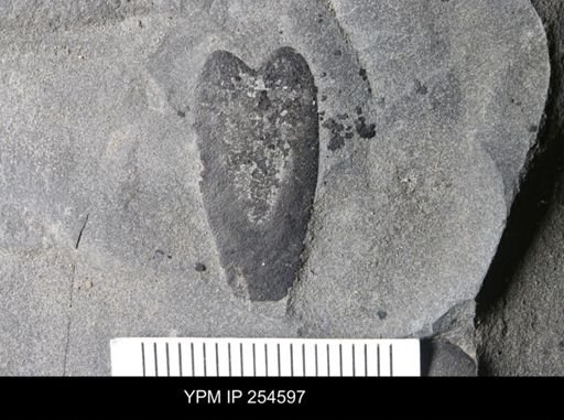 Pterygotidae