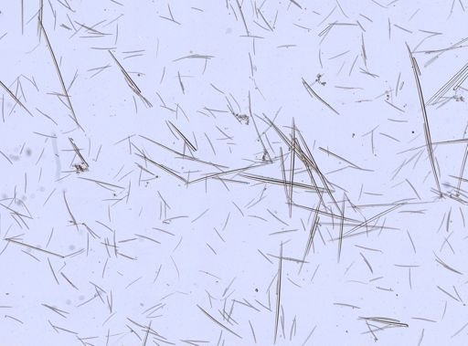 Quasillina brevis