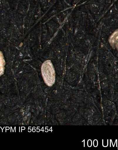 Spirolocammina planula