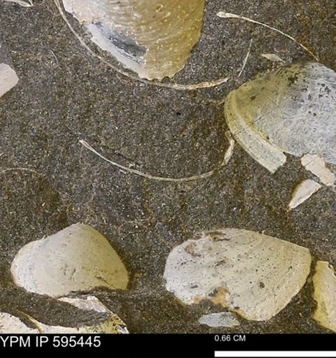 Protocardia sp.