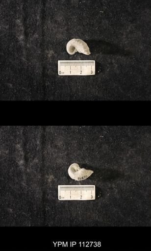 Cyrtolites ornatus