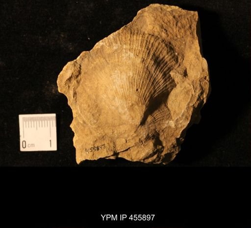 Deltopecten sp.
