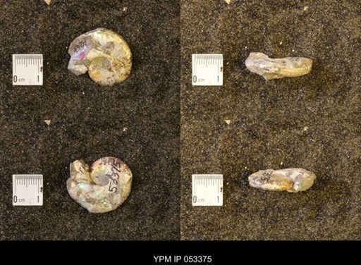 Discoscaphites conradi