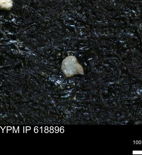 undet. Foraminiferida