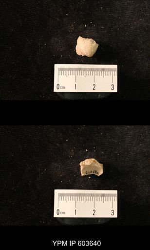 Productus cf. redesdalensis
