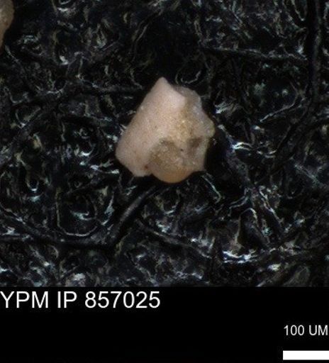 undet. Foraminiferida