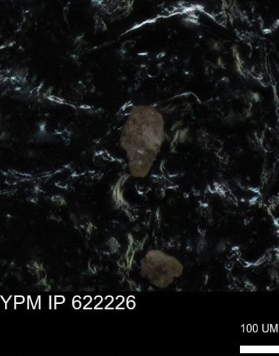 undet. Foraminiferida