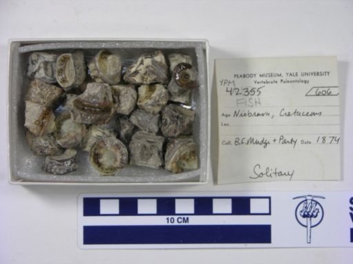 undet. Actinopterygii