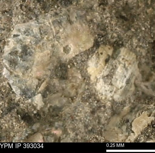 Scaphites sp.