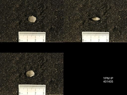 Plectorthis plicatella