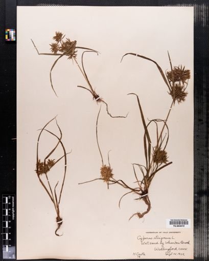 Cyperus strigosus