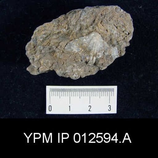 Camarophoria venusta