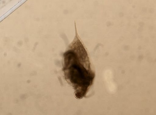 Daphnia pulex