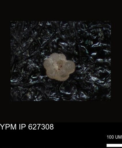 undet. Foraminiferida