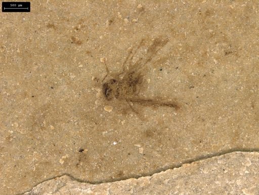 taxon undetermined