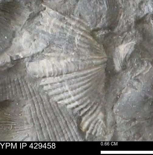 Mucrospirifer sp.