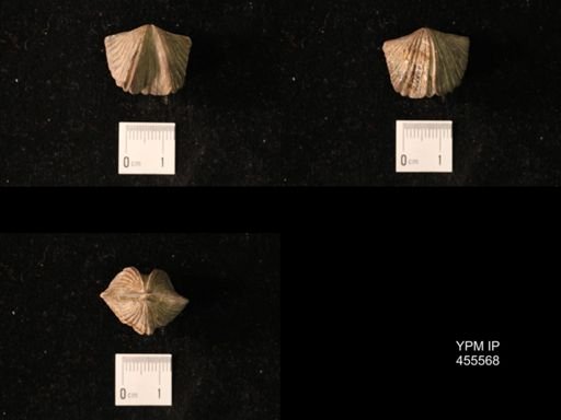 Platystrophia laticosta