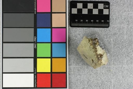 Tayassuidae