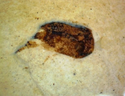undet. Hexapoda