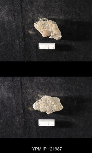undet. Platyceratoidea