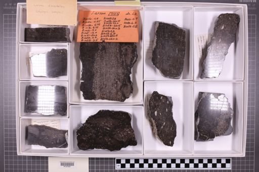 mixed taxa, stratigraphic collection