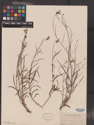 Campanula rotundifolia