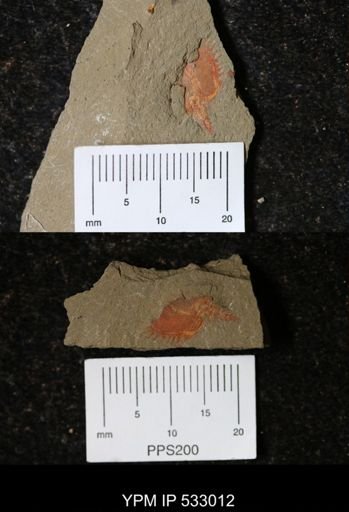 Chauvelicystis sp.